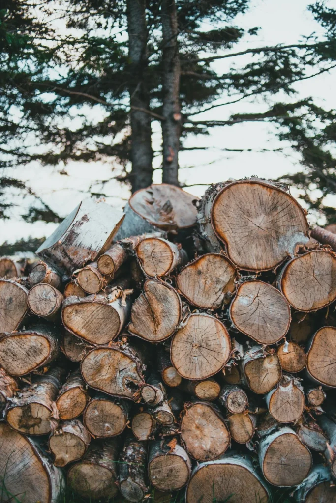 Rondins empilés en forêt