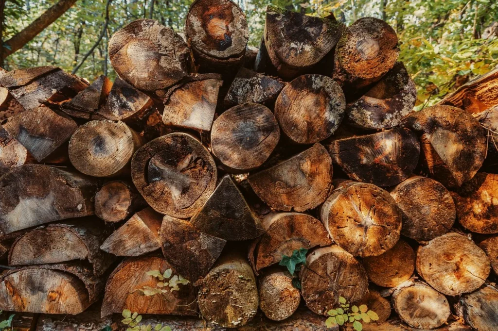 Tas de rondins en forêt